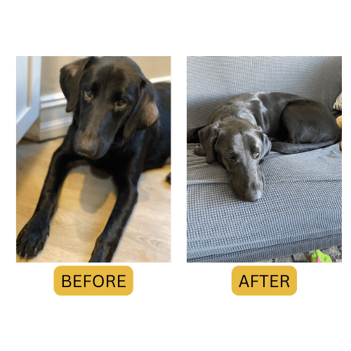 CANINE BIOFLAVIN DERM SPRAY