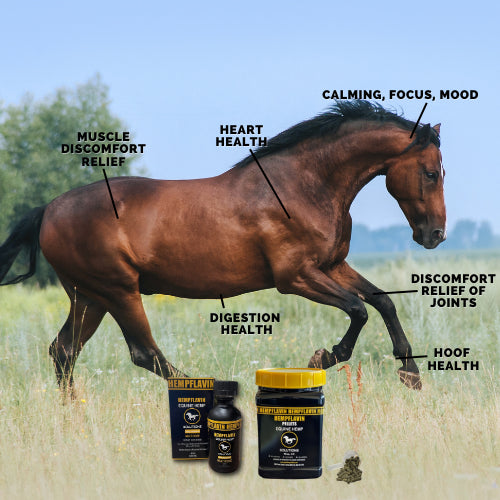 EQUINE HEMPFLAVIN 900MCG