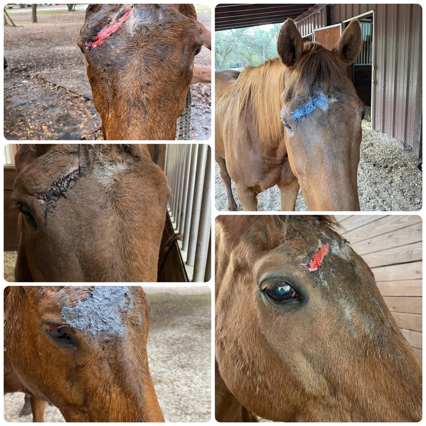 EQUINE HFLAVIN MUD